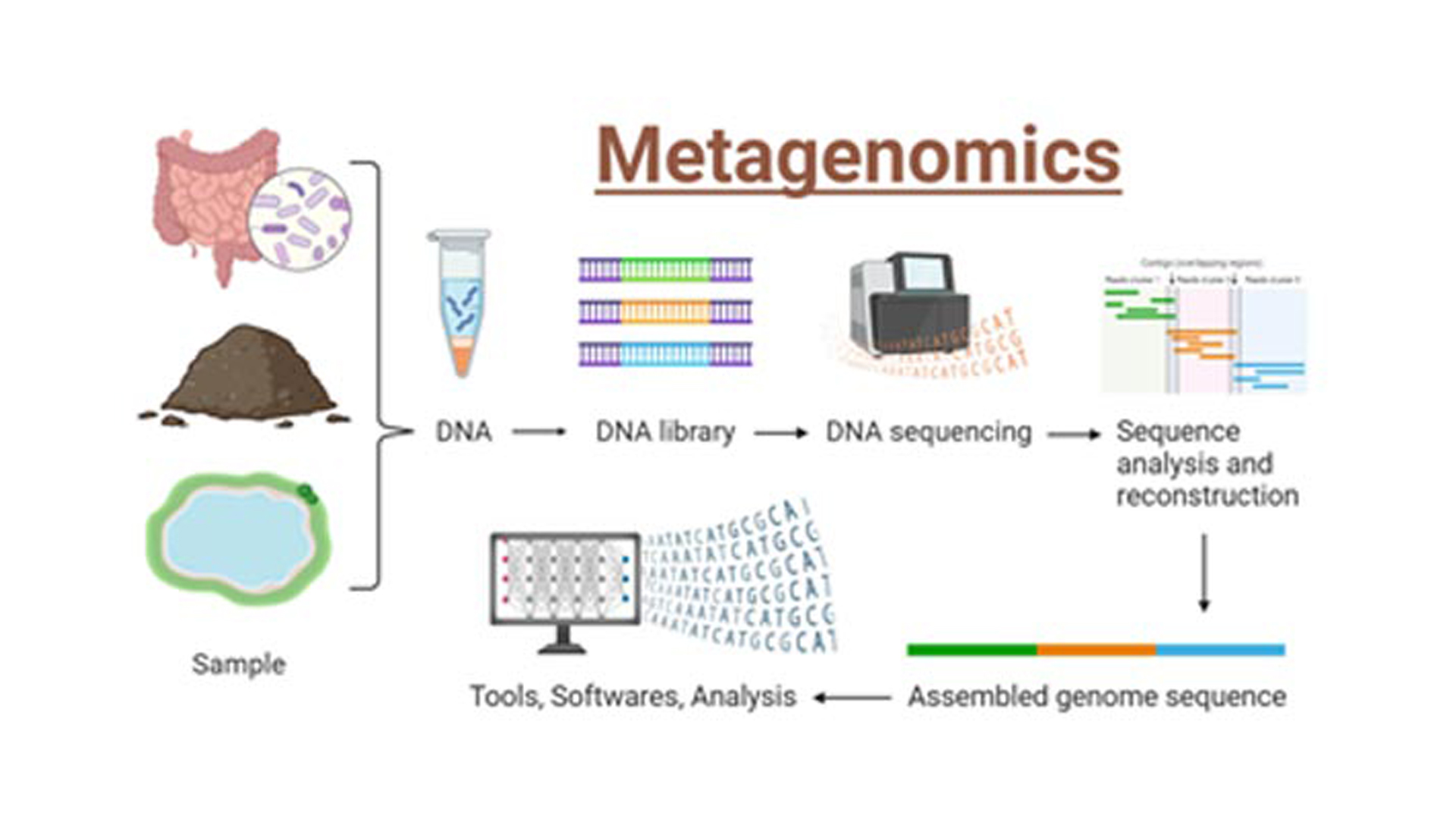 16s Metagenomics